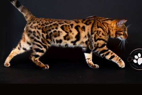 Texas Bengal kitten breeder near Arlington with kittens for sale